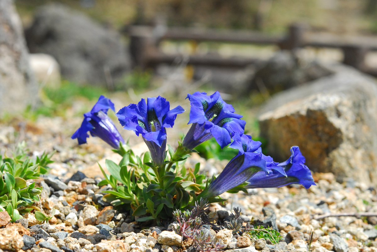 六甲高山植物園 בטוויטר 冴える青 ゲンチアナ アコーリス の花 リンドウ科リンドウ属 ヨーロッパの1 000m 3 000mほどの山に広く分布 山の日当たりのよい草原や岩礫地に自生します ヨーロッパアルプス三名花のうちの一つ 残り二つはエーデルワイスと 六甲高山植物園 בטוויטר 冴える青 ゲンチアナ アコーリス の花 リンドウ科リンドウ属 ヨーロッパの1 000m 3 000mほどの山に広く分布 山の日当たりのよい草原や岩礫地に自生します ヨーロッパアルプス三名花のうちの一つ 残り二つはエーデルワイスと