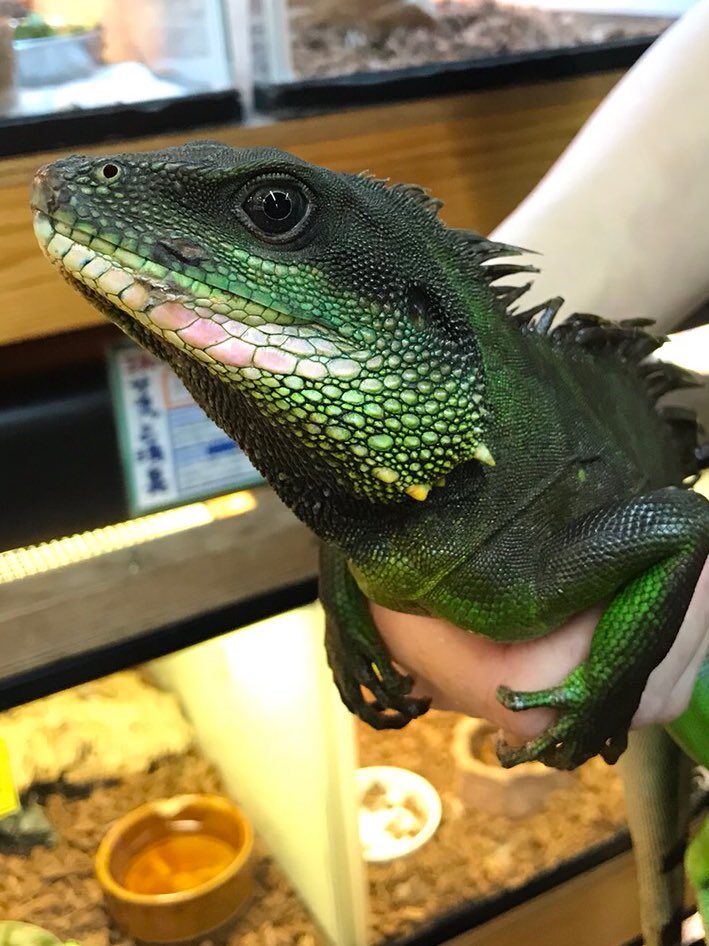 みんな大好き！なんですかね？ww インドシナウォータードラゴン