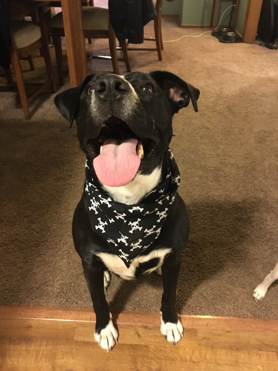 globamabob's tweet photo. Paisley the Pirate loves #BarkBoxDay!! Bandanas are a great idea for the boxes! https://t.co/3aWzkYElF9