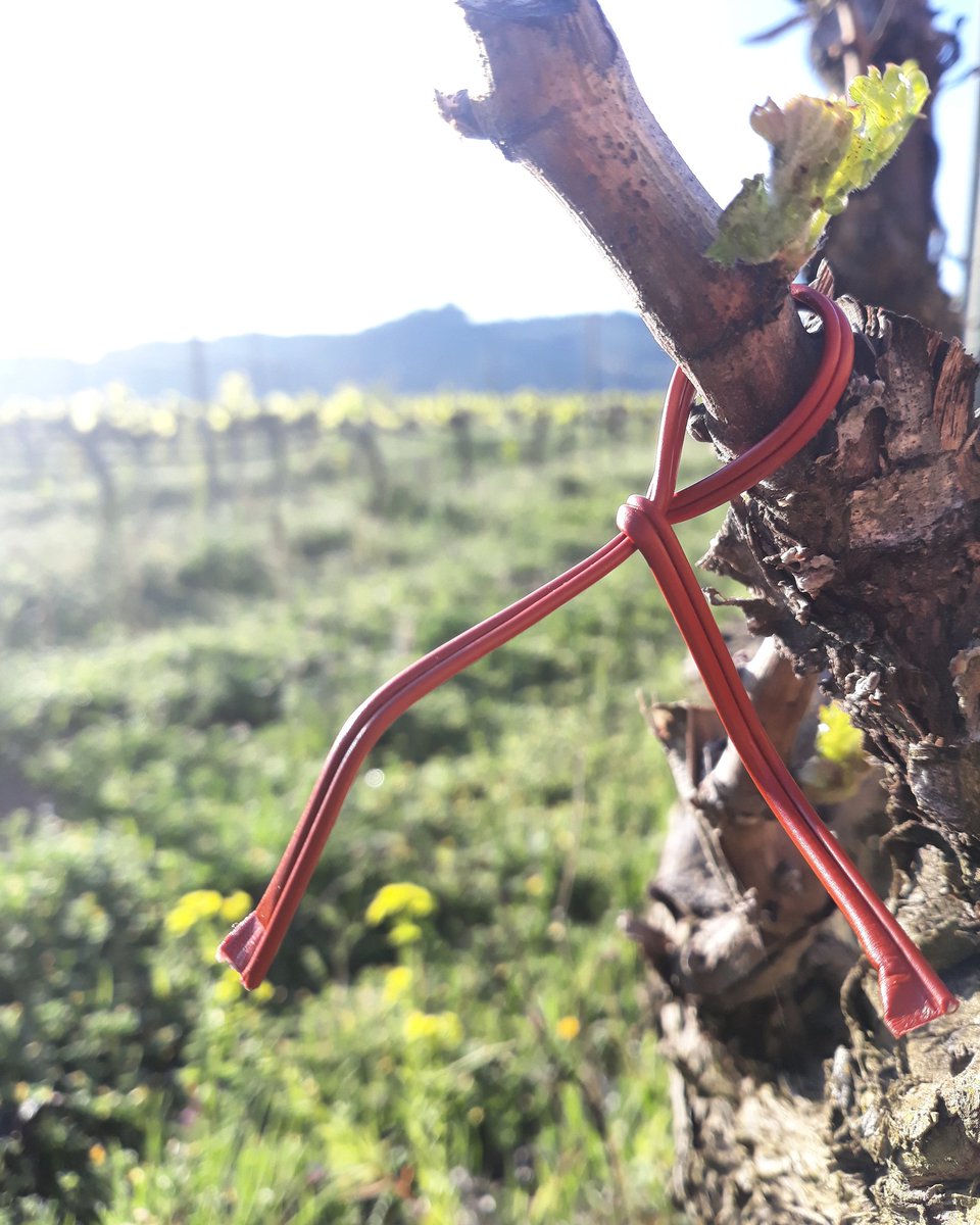 CellerFrisach's tweet photo. Love is in the Air!! #TerritoriVernatxa #pheromone #confusion #SEXUAL #winelovers🍷 #wineadict #sócautòcton #OrganicFarming #OrgasmicFarming https://t.co/hGFDq1k17H