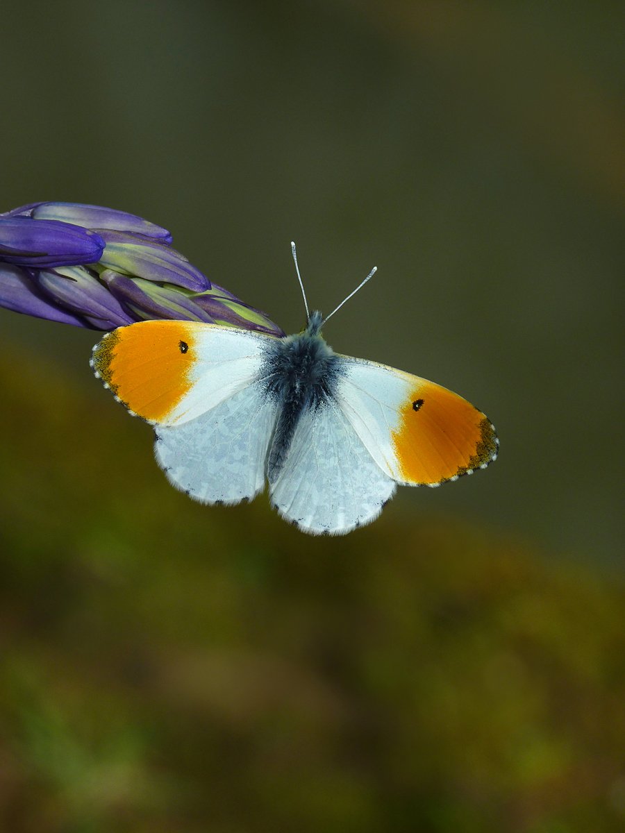 BcSussex's tweet photo. Orange-tip, Grizzled Skipper, Cuckoo, Nightingale, Hobby, Bluebell, Greater Stitchwort, Wood Anemone, Primrose and Cowslip; rejoice, another #Sussex spring is here. Let's hope #BC50th is a good one. https://t.co/5N4WJgkLk2