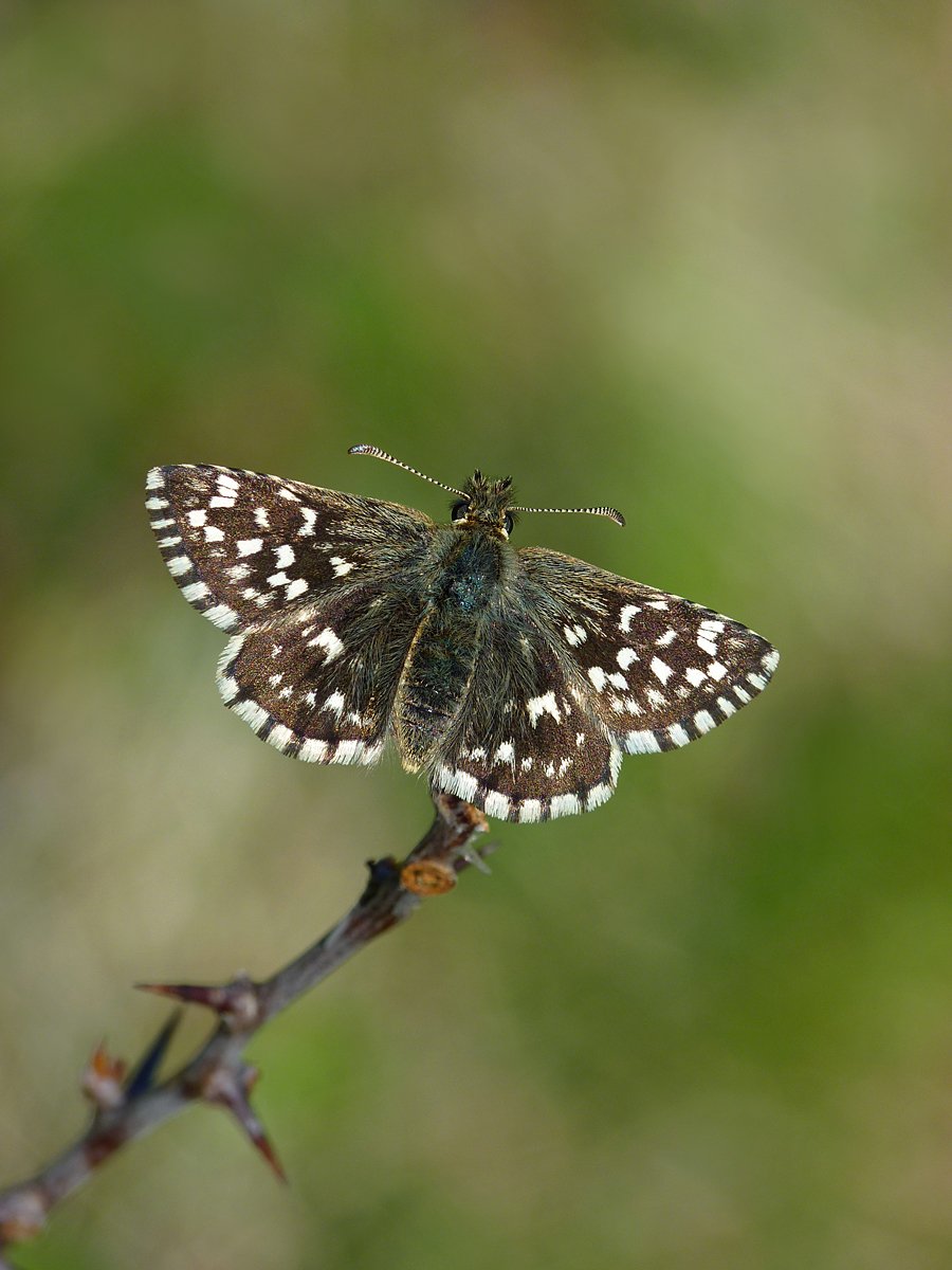 BcSussex's tweet photo. Orange-tip, Grizzled Skipper, Cuckoo, Nightingale, Hobby, Bluebell, Greater Stitchwort, Wood Anemone, Primrose and Cowslip; rejoice, another #Sussex spring is here. Let's hope #BC50th is a good one. https://t.co/5N4WJgkLk2
