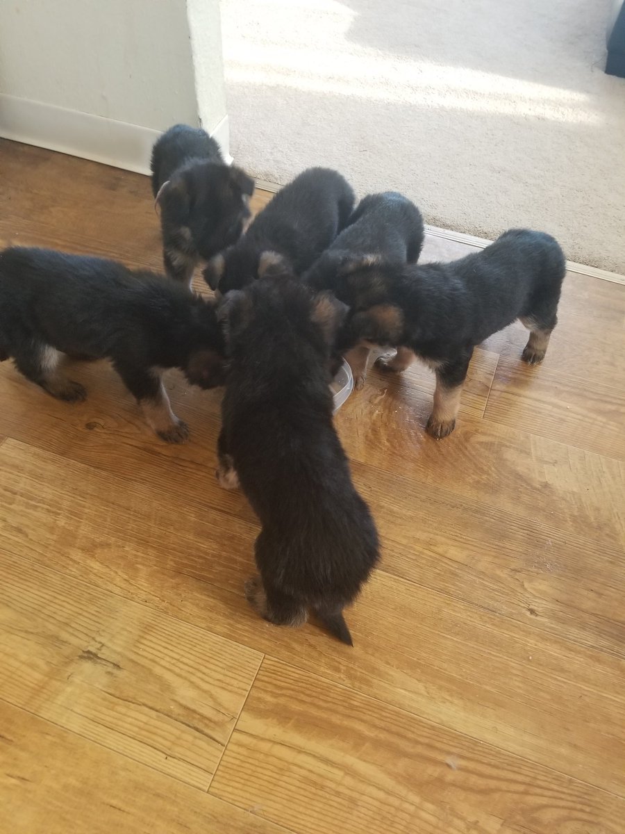 MKubalack's tweet photo. @witandwitness @QuinceMountain @BlairBraverman Hey! Nice to meet you! Our dogs had puppies and they have no names, thags just one of them https://t.co/E1P9pNpBUL