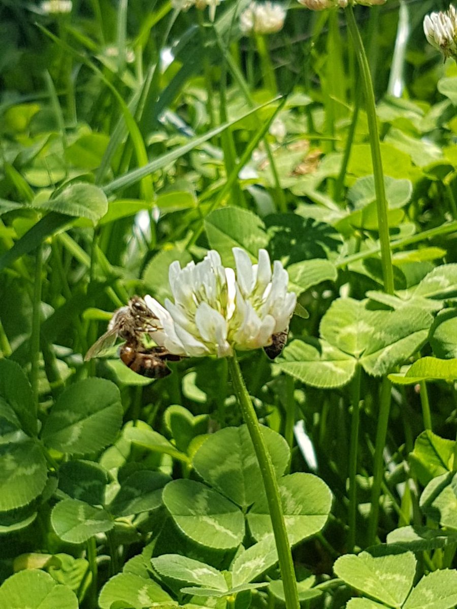 ConEsequiel's tweet photo. La abeja es un ejemplo de trabajo y organización; Cuidemos a los agentes polinizadores para la existencia del ser humano, saludos! a mis amigos apicultores de la comunidad de Santiaguito. #IdeasFirmesInvestigadoresFuertes https://t.co/iyxHUu1dSY