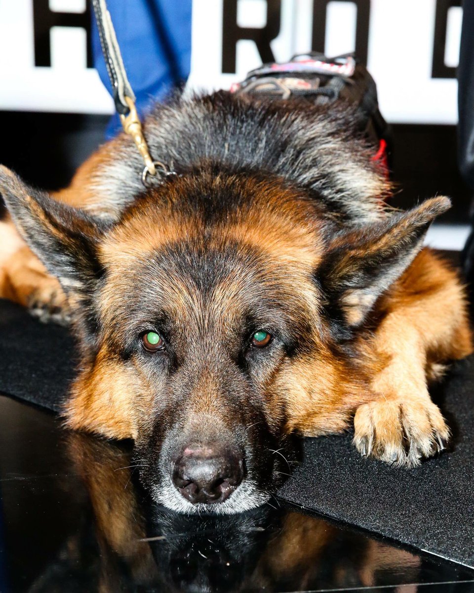 HeroDogAwards's tweet photo. Make sure to vote for your favorite 2018 @AmericanHumane #HeroDogs. All of these 4-legged heroes are incredible! https://t.co/NS3n158fNH https://t.co/jnM4lRKNIw