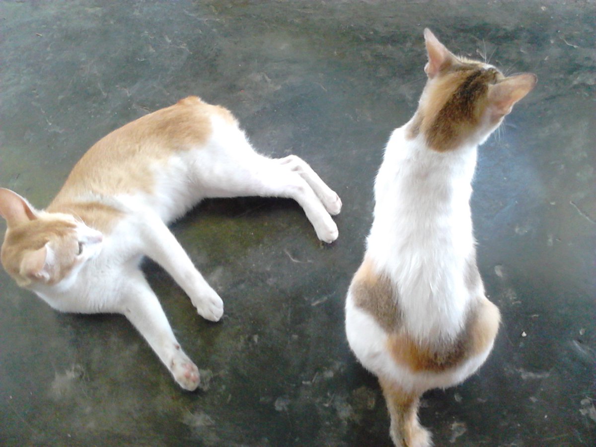 B85923059's tweet photo. Apa bagus dibikin lah? Hmmm.... https://t.co/VTUIE4Rptb