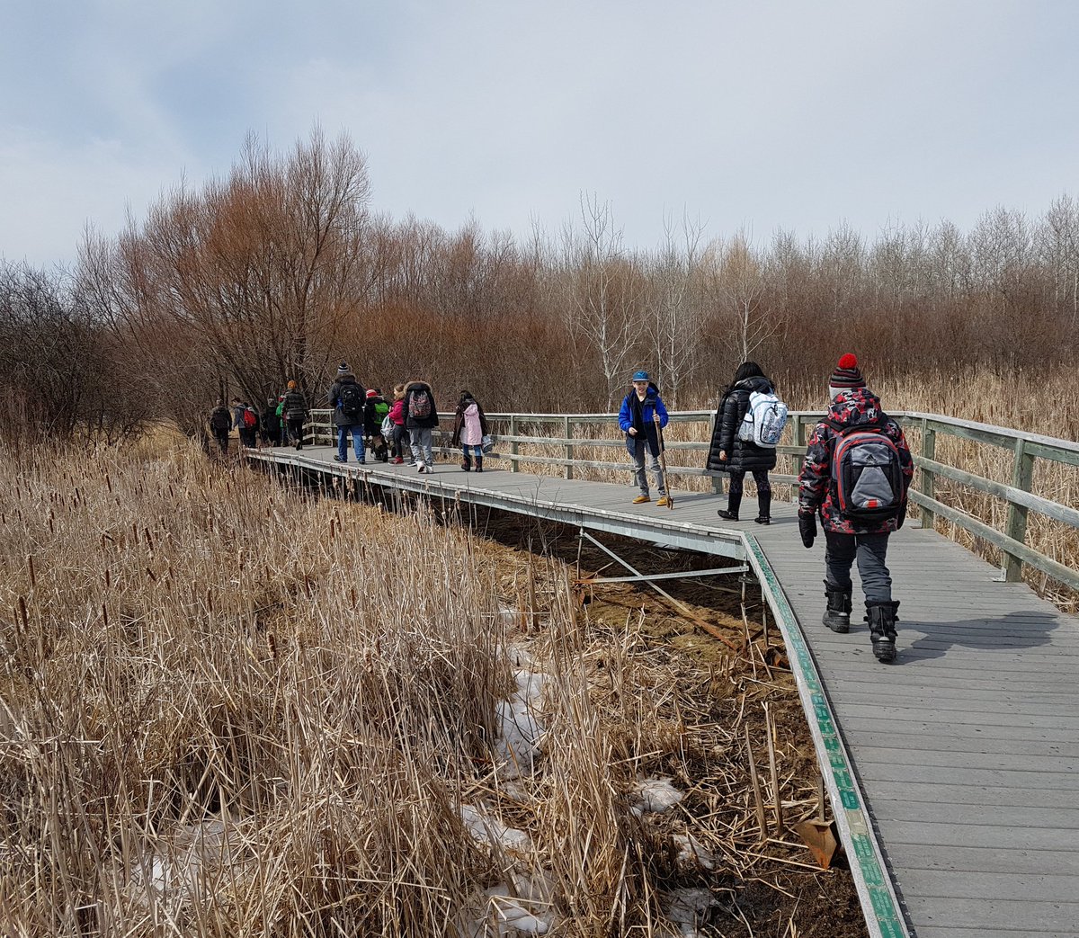 _Mrs_Foreman_'s tweet photo. We've been busy in Rm. 27! Bridging the Gap has taken us to the Living Prairie Museum, Assiniboine Forest AND came to our class to start seeding for the @LuxtonSchool garden! https://t.co/ugpNCFG37B