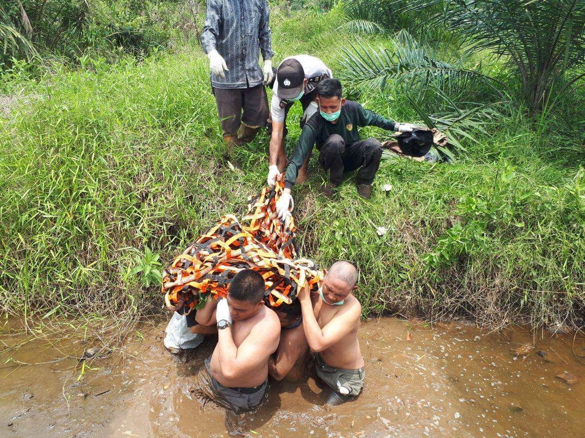 1. #sobathijau, Seekor orangutan sumatera (Pongo abelli) diselamatkan oleh Balai Konservasi Sumber Daya Alam Aceh dan Orangutan Information Center (OIC), serta anggota Polsek Rundeng. 

#KLHK
#orangutan