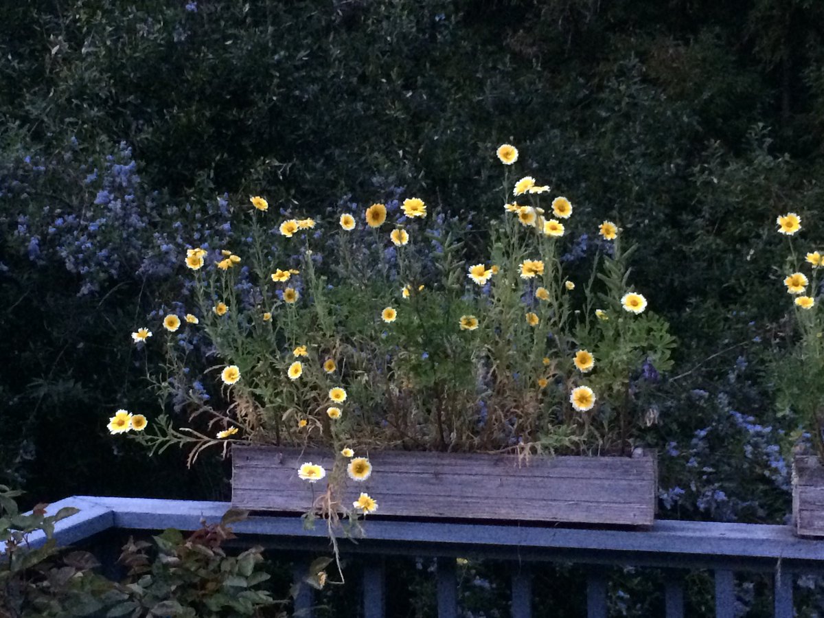 MrsTad's tweet photo. #tidytips #Californialilac #plutotime https://t.co/cUvCEs0Okd