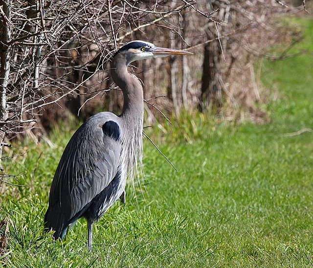 yibaoAC's tweet photo. Heron
.
.
.
.
#heron #nature_brilliance #marmot #EarthVisuals #natureaddict  #ourplanetdaily #earth_deluxe #instanaturelover #birdsofinstagram #animalsmood #kings_birds #birdwatching #bestbirdshots #birdstagram #animalsaddict #birding #instabirds #your_b… https://t.co/NfNmcmL3Ir https://t.co/V6hD358rwT