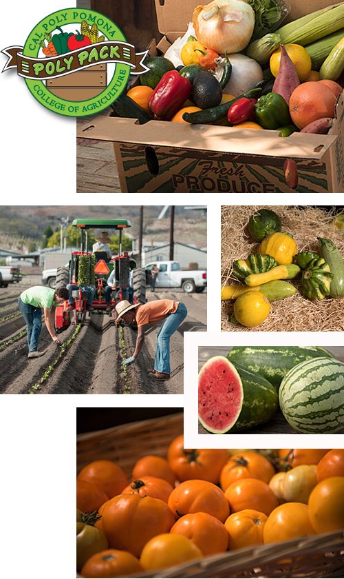 CPPPolyPack's tweet photo. This Thursday. 04/19. From 12:00-2:00pm. In the university quad (in front of the market place). Come by to pick up a poly pack that is rich in nutritions, fresh off the farm. The pack includes avocados, broccoli, cabbage, carrots, cilantro, grapefruit, and more. https://t.co/TOVhQxy4w6