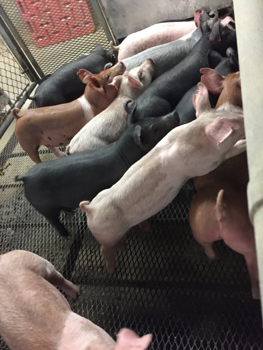JutStreams's tweet photo. Did you know that pigs are strategically chosen for show and competition? Things like posture, structure, and muscle are considered in choosing the right pig! #AEC4228 https://t.co/LgmfPVmNzp