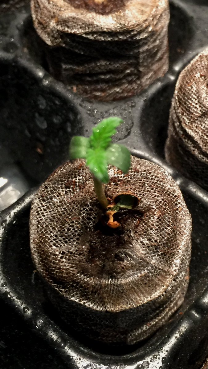 LaboratoriesC's tweet image. 2 Fastbuds Mexican Airlines and a Northern Lights from Victory seeds bee 5 days since I dropped them in water. We’re very pleased so far!! Should be going in the 7 gal fabric pots soon! Stay tuned!!Thanks again Fastbuds!! #cannabis #grower #autoflower #victoryseeds #fastbuds