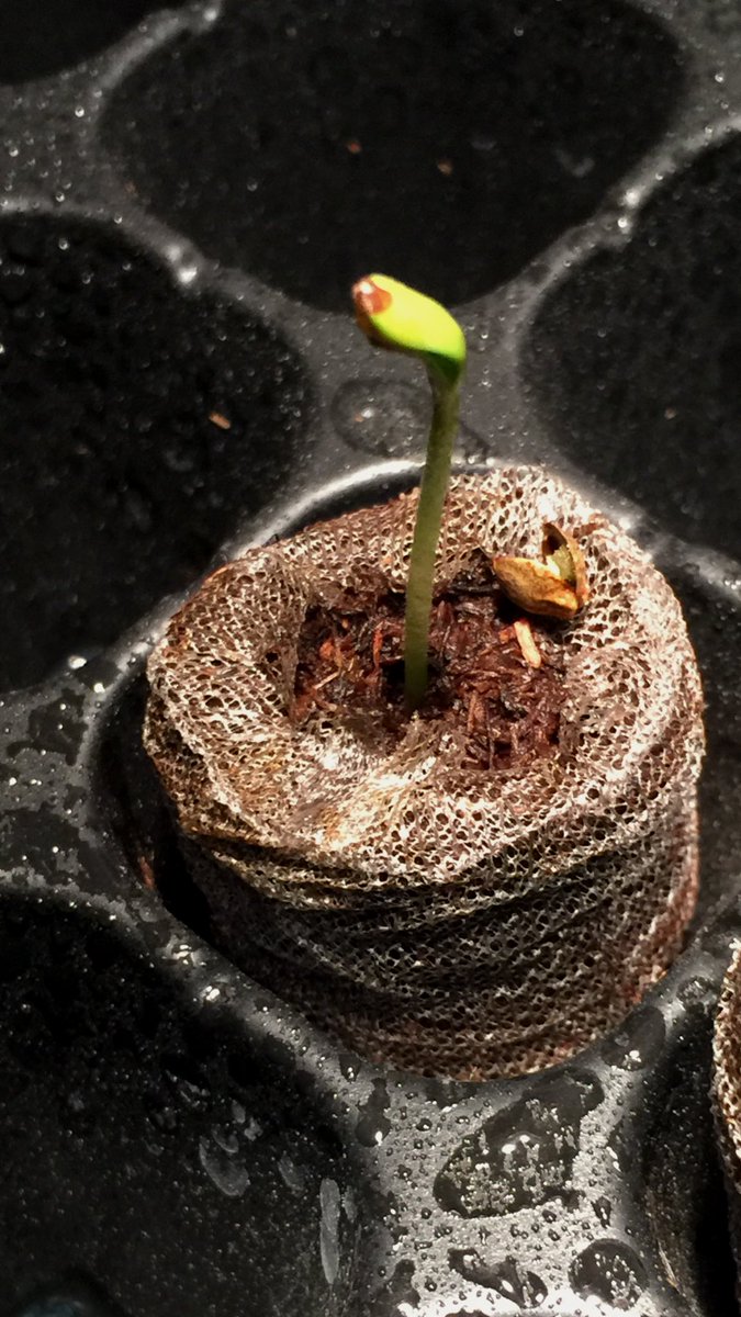 LaboratoriesC's tweet image. 2 Fastbuds Mexican Airlines and a Northern Lights from Victory seeds bee 5 days since I dropped them in water. We’re very pleased so far!! Should be going in the 7 gal fabric pots soon! Stay tuned!!Thanks again Fastbuds!! #cannabis #grower #autoflower #victoryseeds #fastbuds