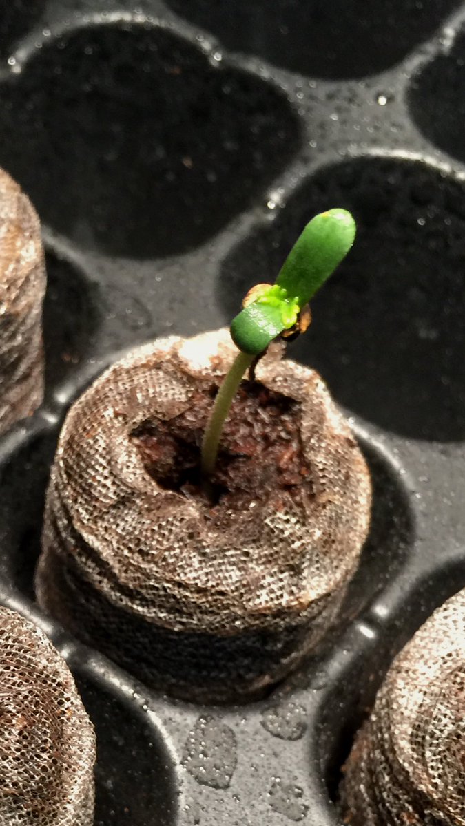 LaboratoriesC's tweet image. 2 Fastbuds Mexican Airlines and a Northern Lights from Victory seeds bee 5 days since I dropped them in water. We’re very pleased so far!! Should be going in the 7 gal fabric pots soon! Stay tuned!!Thanks again Fastbuds!! #cannabis #grower #autoflower #victoryseeds #fastbuds