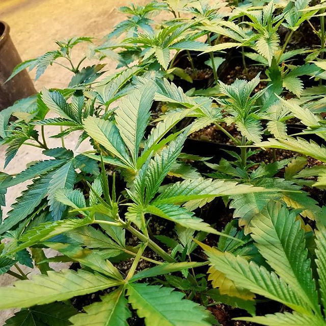 loompafarms's tweet photo. Happy set of @cabinfeverseedbreeders, #GarlicMints (GMO x Wedding Cake)... ππ€π½π€ https://t.co/u9egYdOukc https://t.co/edPdXob45t