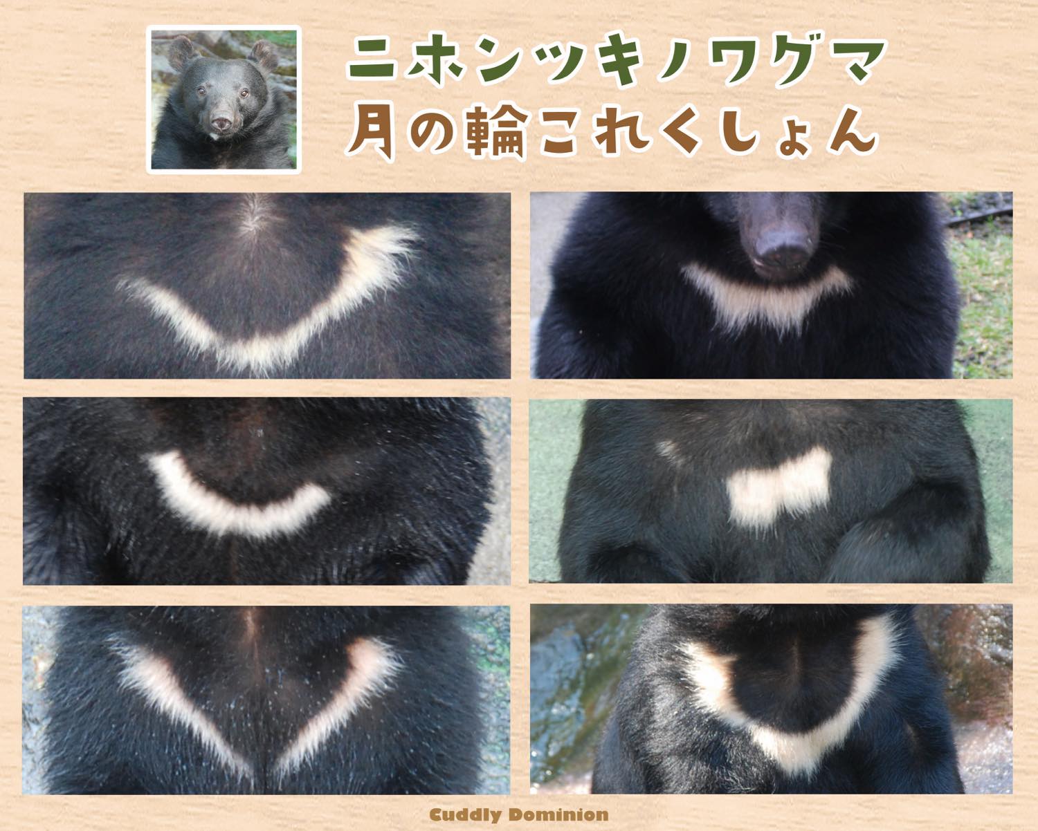 阿蘇カドリー・ドミニオン【公式】 on X: 