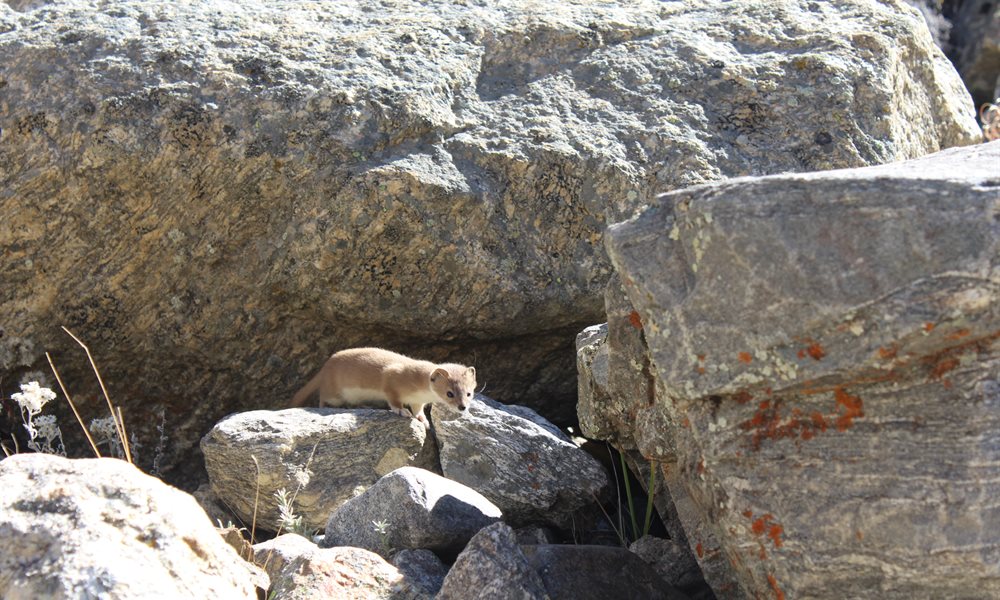 BikatAdventures's tweet photo. Did you know rosehip berries can help you avoid cancerous cells and diabetes? Or that Himalayan weasels eat Pikas? #ShockingIsntIt
Here are our favorite creatures found on Vasuki Tal, and what you should know about them. 
#EncountersWithWildlife 

https://t.co/ruhlIDH66L https://t.co/YHKiLCE4gx