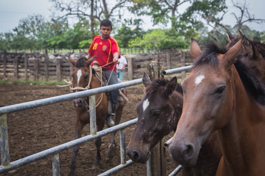 usnavy_cp's tweet photo. @USArmy #veterinarians treated #animals like #Horses #Cows and #WaterBuffalo at a local #ranch near #PuertoBarrios #Guatemala during #ContinuingPromise2018 #CP18
.
.
#PromesaContinua #Guatemala #ContinuingPromise #CP18 #ContinuingPromise2018 #ChangingLives https://t.co/Is2dK5jLgz