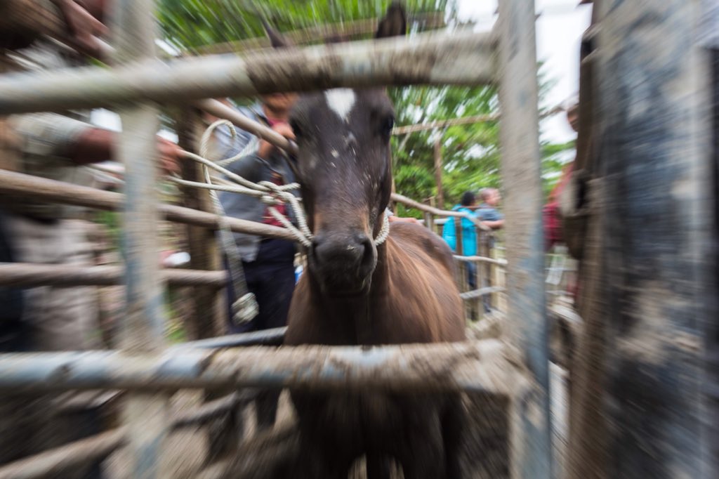 usnavy_cp's tweet photo. @USArmy #veterinarians treated #animals like #Horses #Cows and #WaterBuffalo at a local #ranch near #PuertoBarrios #Guatemala during #ContinuingPromise2018 #CP18
.
.
#PromesaContinua #Guatemala #ContinuingPromise #CP18 #ContinuingPromise2018 #ChangingLives https://t.co/Is2dK5jLgz