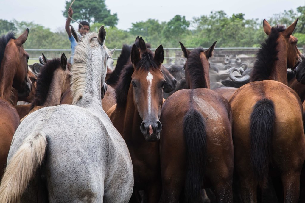 usnavy_cp's tweet photo. @USArmy #veterinarians treated #animals like #Horses #Cows and #WaterBuffalo at a local #ranch near #PuertoBarrios #Guatemala during #ContinuingPromise2018 #CP18
.
.
#PromesaContinua #Guatemala #ContinuingPromise #CP18 #ContinuingPromise2018 #ChangingLives https://t.co/Is2dK5jLgz