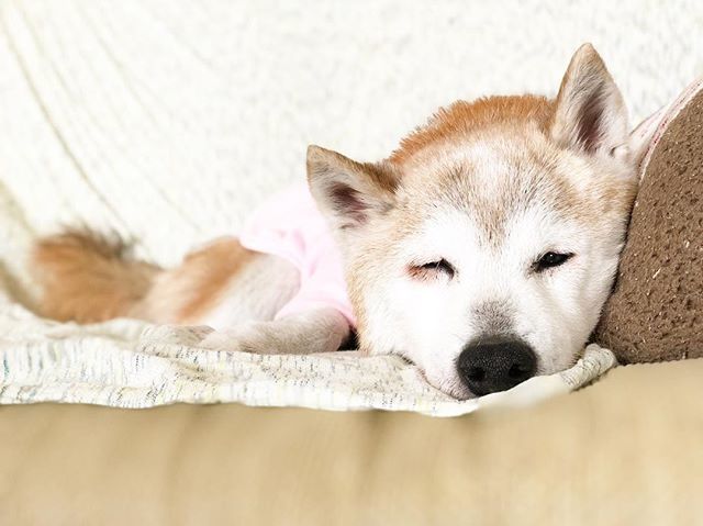 昔の人は言いました弱い犬ほどよく吠える Cerca Al Twitter