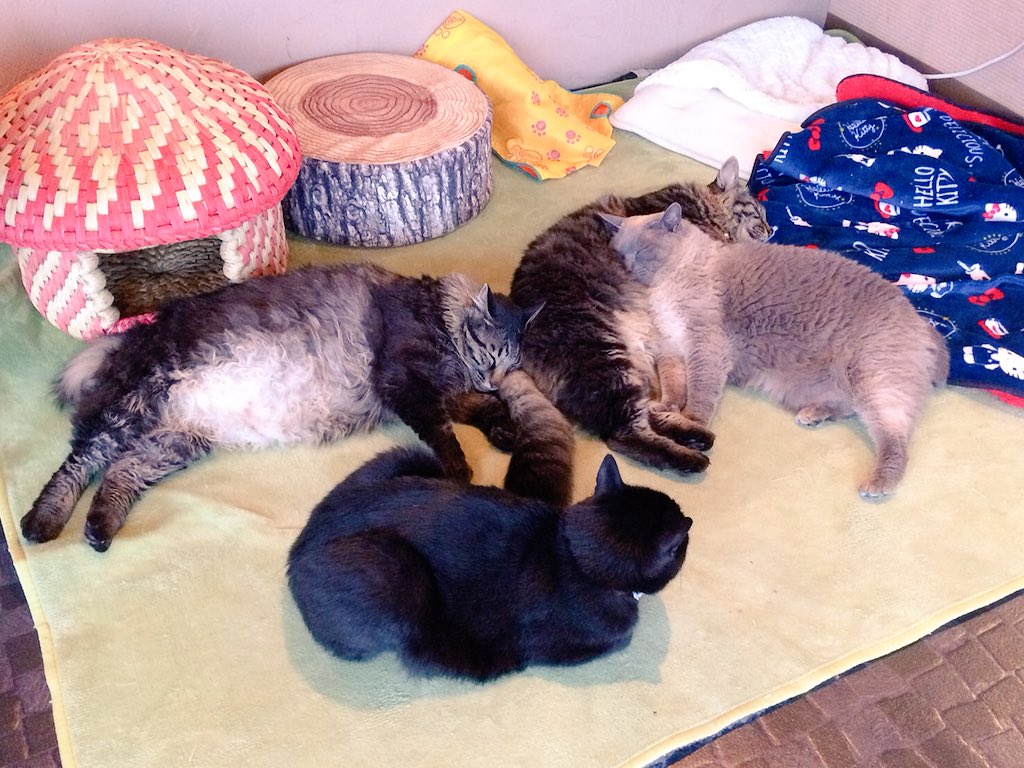 CatcafePrimRose's tweet photo. こんにちは。

猫カフェぷりむろーずの猫を日頃���ら愛して下さってるお客様には本当に感謝申し上げます。

詳しくは、猫カフェぷりむろーずのサイトをご覧下さい。

本日も20時まで元気に営業しております♡
朝から、大集合！

#猫カフェぷりむろーず https://t.co/D3YICJaHpC