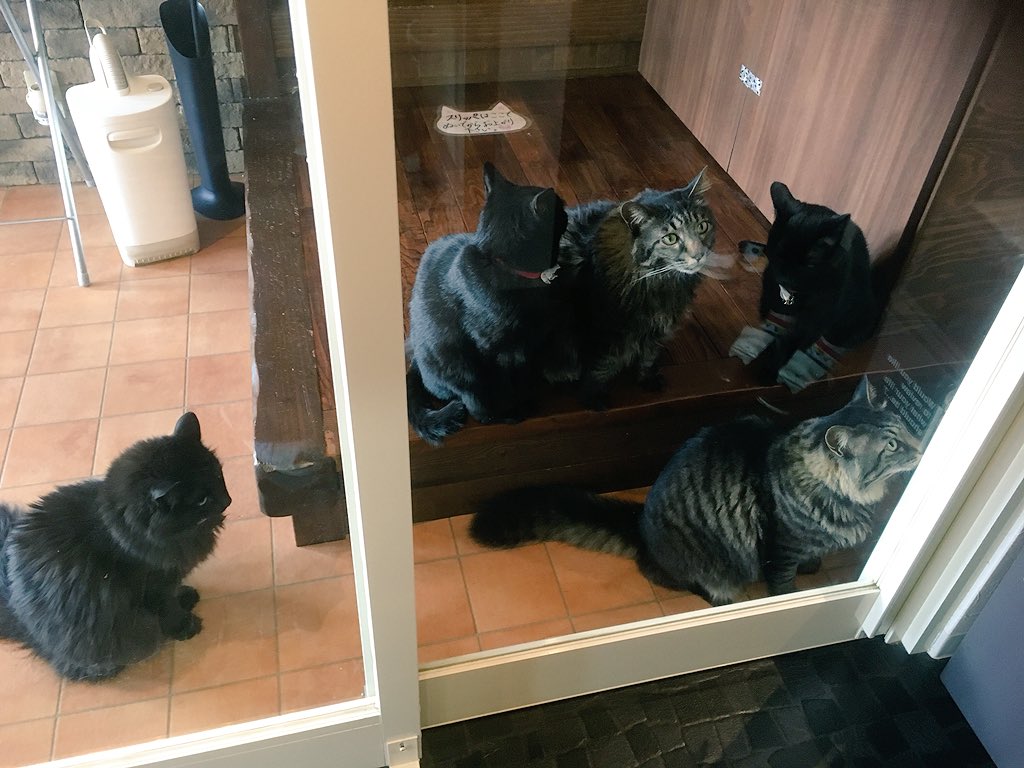 CatcafePrimRose's tweet photo. こんにちは。

猫カフェぷりむろーずの猫を日頃���ら愛して下さってるお客様には本当に感謝申し上げます。

詳しくは、猫カフェぷりむろーずのサイトをご覧下さい。

本日も20時まで元気に営業しております♡
朝から、大集合！

#猫カフェぷりむろーず https://t.co/D3YICJaHpC