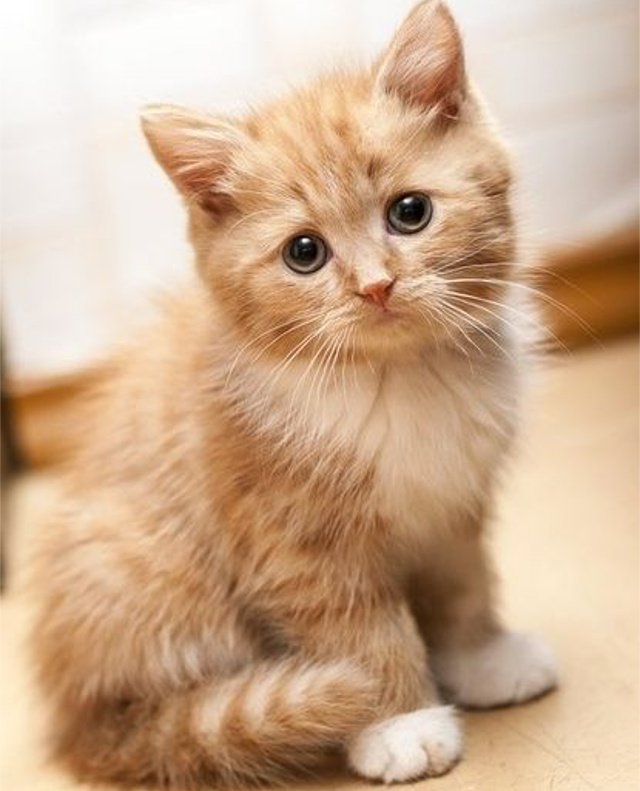 meowmoe.com/71773/ 
Look at that face ... 
#Cats #Cat #Kittens #Kitten #Kitty #Pets #Pet #Meow #Moe #CuteCats #CuteCat #CuteKittens #CuteKitten #MeowMoe