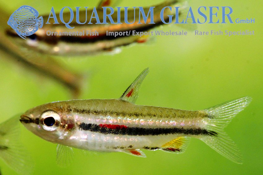 aquariumglaser's tweet photo. #Nannostomus #marginatus #GUYANA
   
  find more details and pics @ https://t.co/kgExUnuDLM https://t.co/ShsTWLpQRY