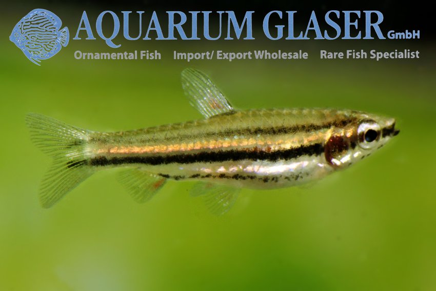 aquariumglaser's tweet photo. #Nannostomus #marginatus #GUYANA
   
  find more details and pics @ https://t.co/kgExUnuDLM https://t.co/ShsTWLpQRY