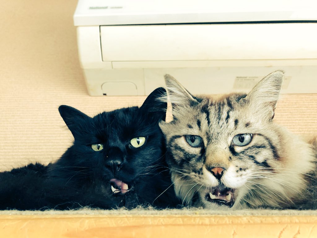 CatcafePrimRose's tweet photo. 猫カフェぷりむろーずのサイトをご覧になった方はご存知かと思いますが、今まで可愛がって下さった方にたくさん触れ合って頂きたいと思い、4月21日〜5月6日の閉店まで、再来店の方とそのご友人、ご家族の方のみの入店とさせて頂きます。
また、入場料も変更致しましたので宜しくお願い致します。 https://t.co/SkC1mEyuP7