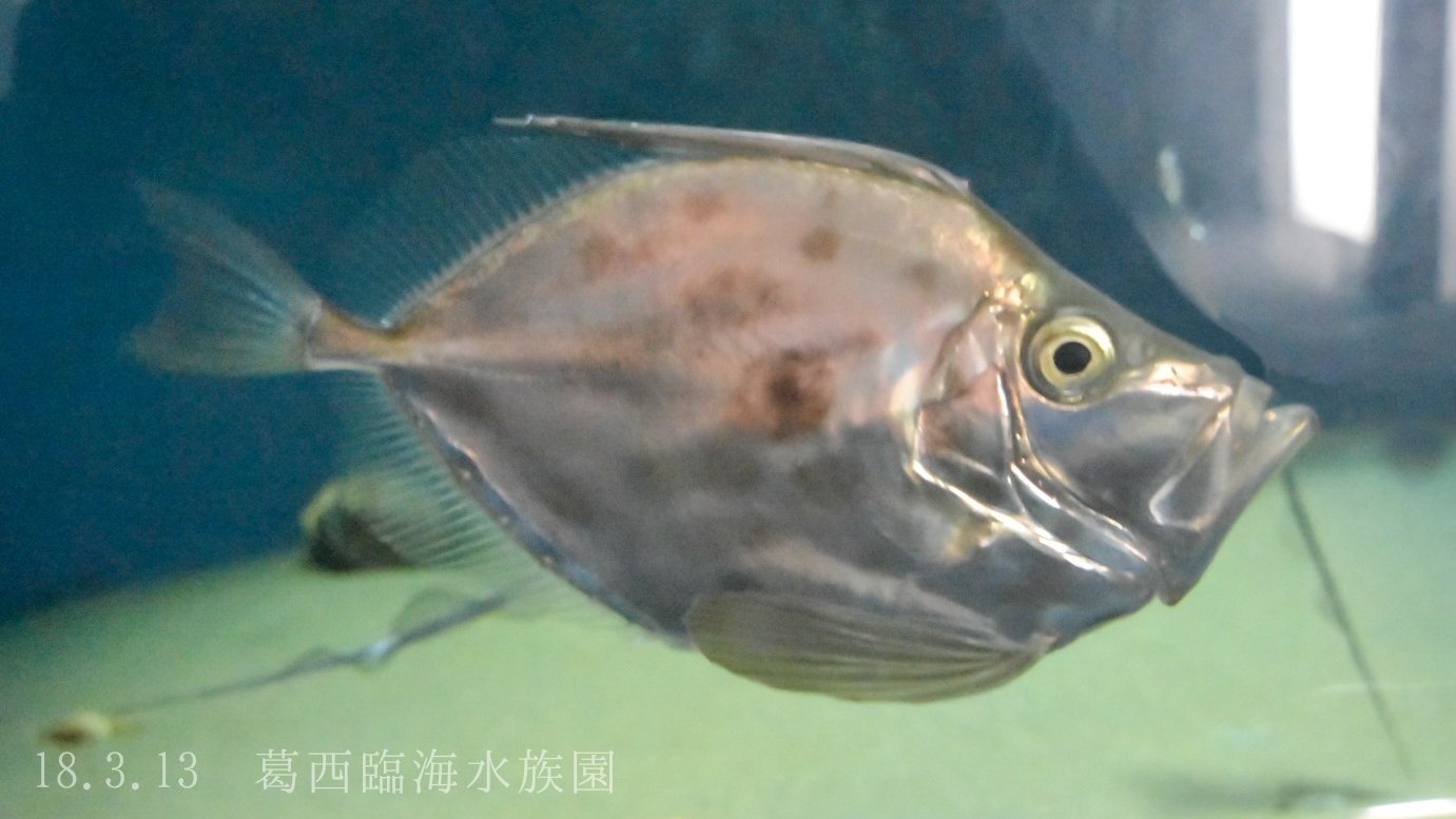 日本の海水魚bot Twitterissa カガミダイ マトウダイ科 レア度 自 水 銀色に光る体が美しい深海魚 幼魚は体がほぼ円形で黒い斑紋が散在する 身はマトウダイには劣ると言われるが 非常に美味で 皮は釣りの疑似餌の材料となることも T Co Otjljz78ey