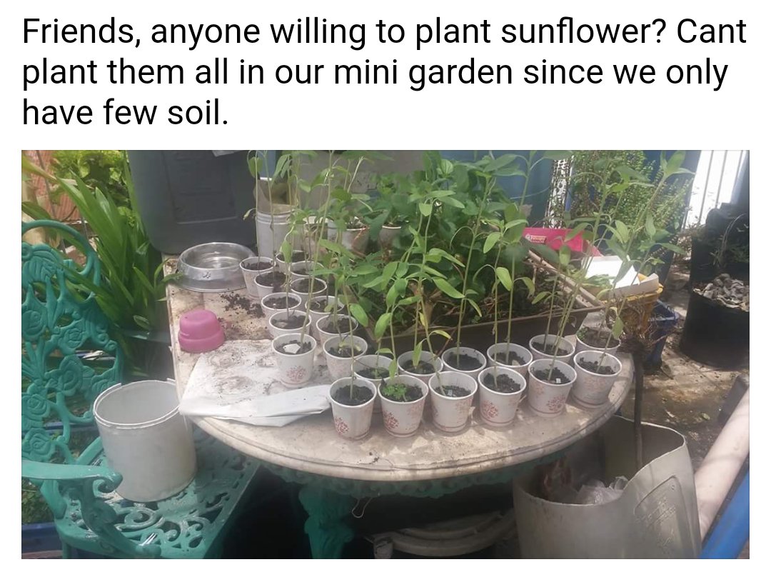 stf_tn's tweet photo. Sunflowers for adoption
#gardening #environment #greenin #sunflower #adoption https://t.co/VnRYVKdO9o