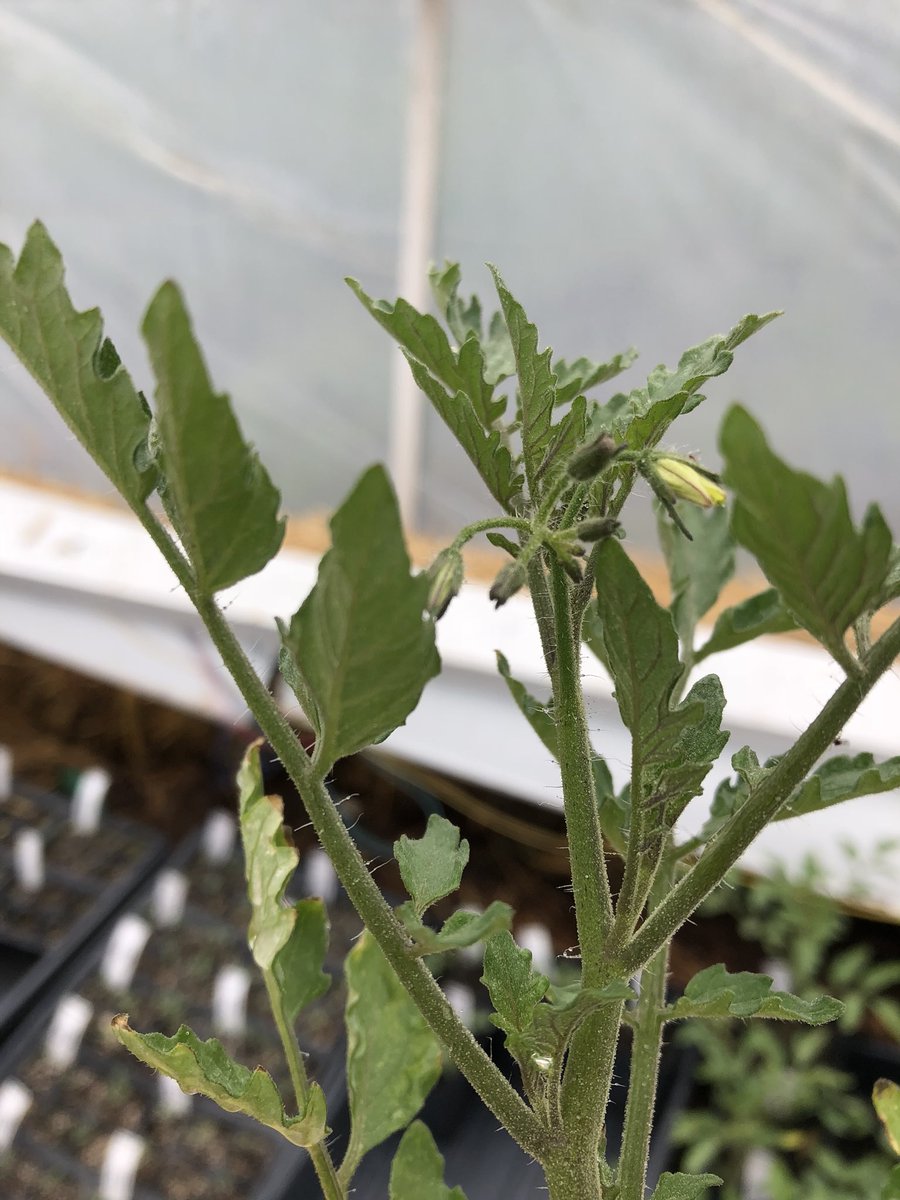 boxWfarms's tweet photo. Yesssssssssss! #tomato #Homestead #homegrownfood #boxw https://t.co/ise8h1AD1y