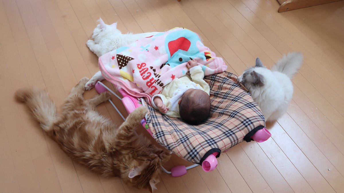 生き物にサンキュー در توییتر 今夜7時は生き物にサンキュー 犬 ネコと子どもは超仲良し 生まれたばかりの赤ちゃんをみたネコは ネコと赤ちゃん初めての対面する超貴重映像に 思わずほっこり ネコと赤ちゃんの癒し映像満載です ぜひご覧ください 生き物に