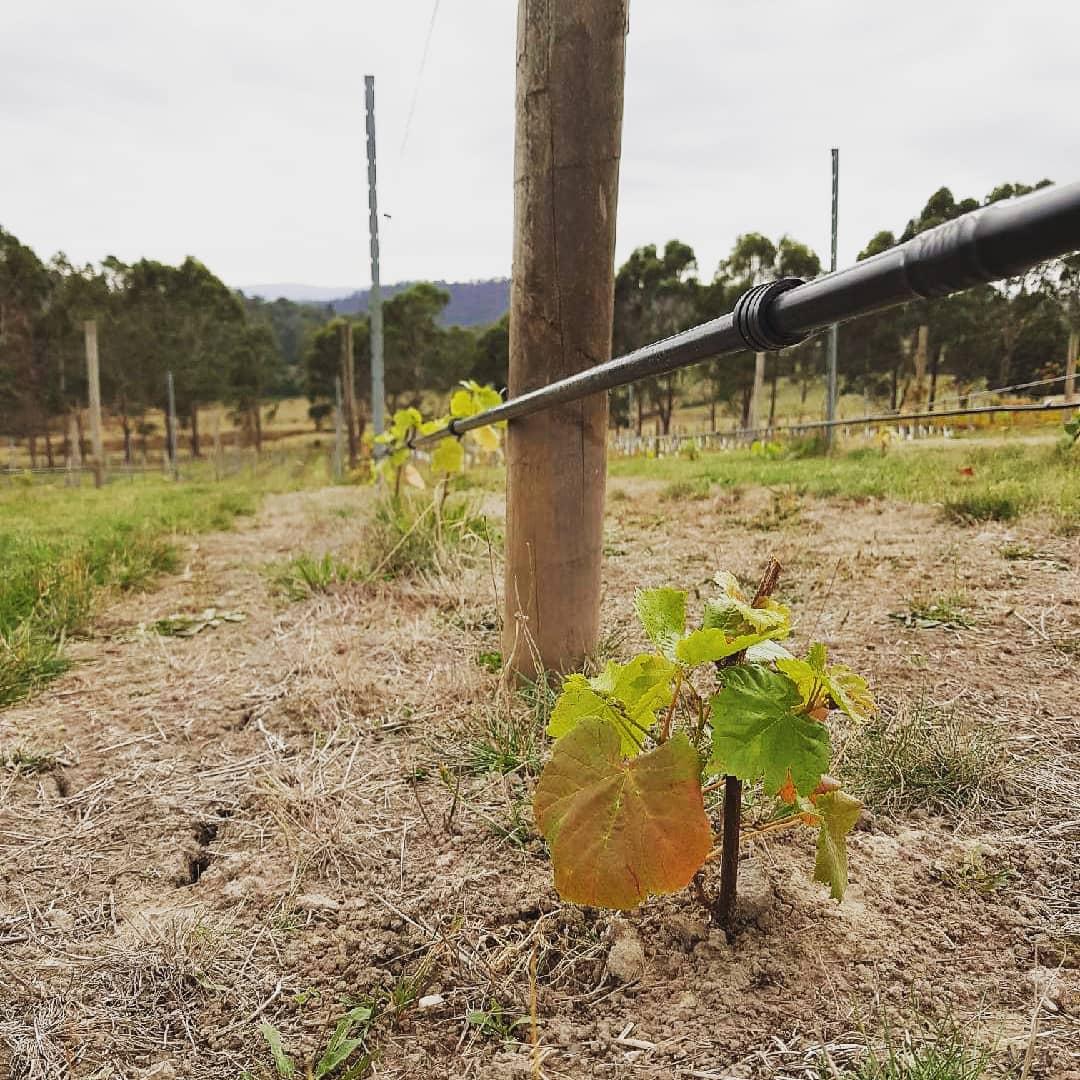 WinterBrookWine's tweet photo. Hello new baby vineyard 👌💚
We are expanding once again with Pinot Noir - clone Abel - and are getting close to being 4ha now.
#sorelegs #expand #grow #babyvines #pinotphile https://t.co/IPqZWPS3IC