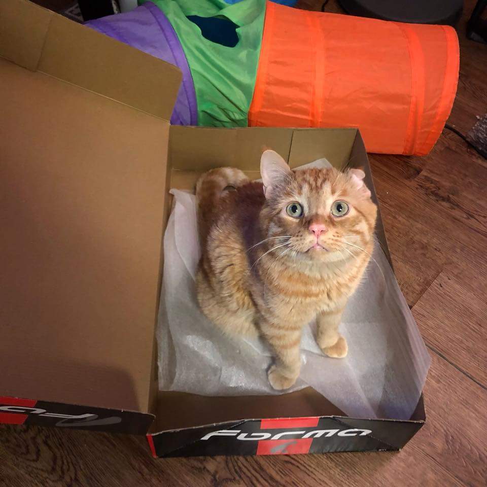 BenBenCatCat's tweet photo. CatDad got new boots so that means I get to steal the box!! Look how big this one is - makes me look extra tiny and oh so happy!!
#boxislife #tuesdayboxday https://t.co/BKnbcfpyjS