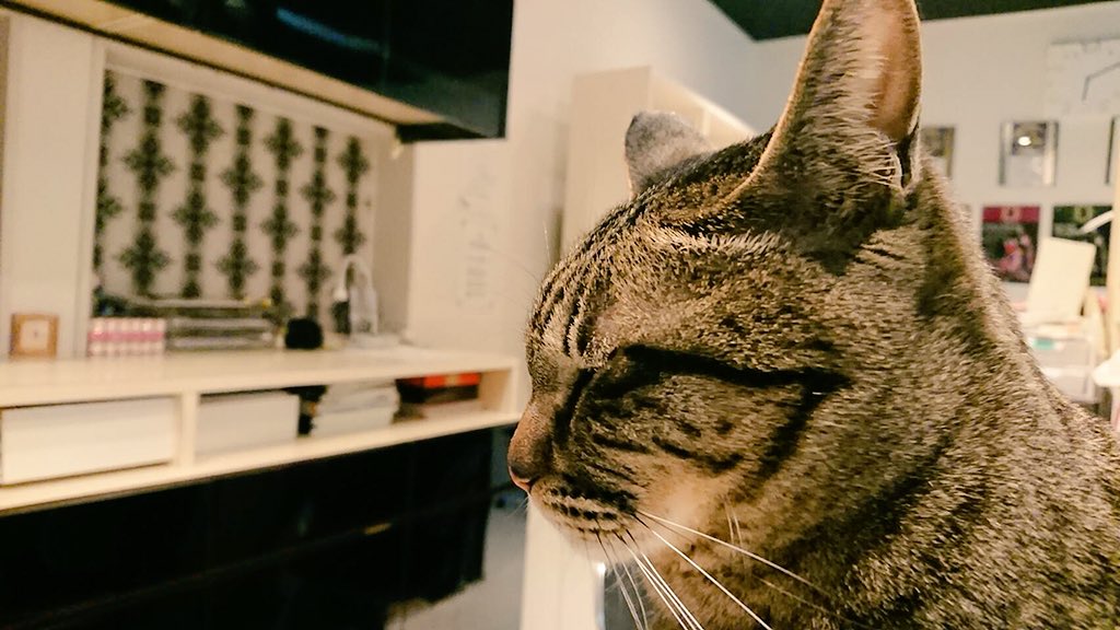 CatcafePrimRose's tweet photo. GWの営業時間についてのお知らせ
GWは11時〜18時まで営業致します。
1日（火）・2日（水）
はお休みとさせて頂きます！

※再来店の方とそのお友達のみの受付となります。
何卒ご了承くださいますようよろしくお願い致します。
#猫カフェぷりむろーず https://t.co/pyMfumpW02