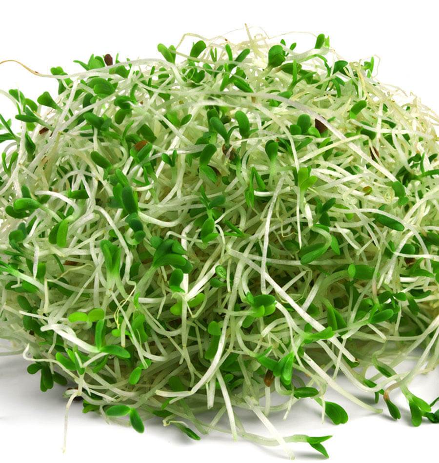 medicinalplanta's tweet photo. Alfalfa: Características y beneficios https://t.co/qpip2mwt60 https://t.co/5iGhjjICWU