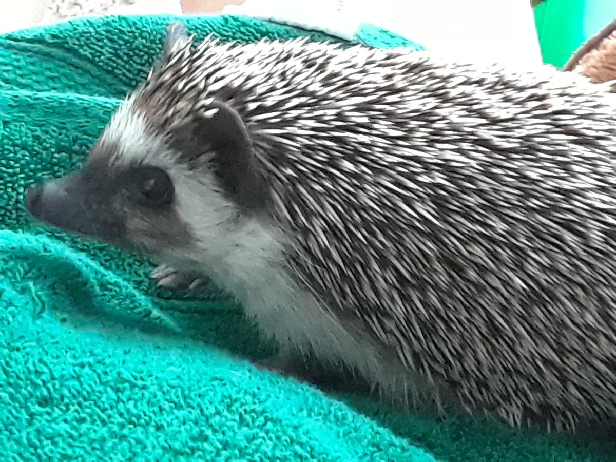 littlekittenkay's tweet image. #hedgie #hedgehogmom #hedgiemom #hedgehog ♡
