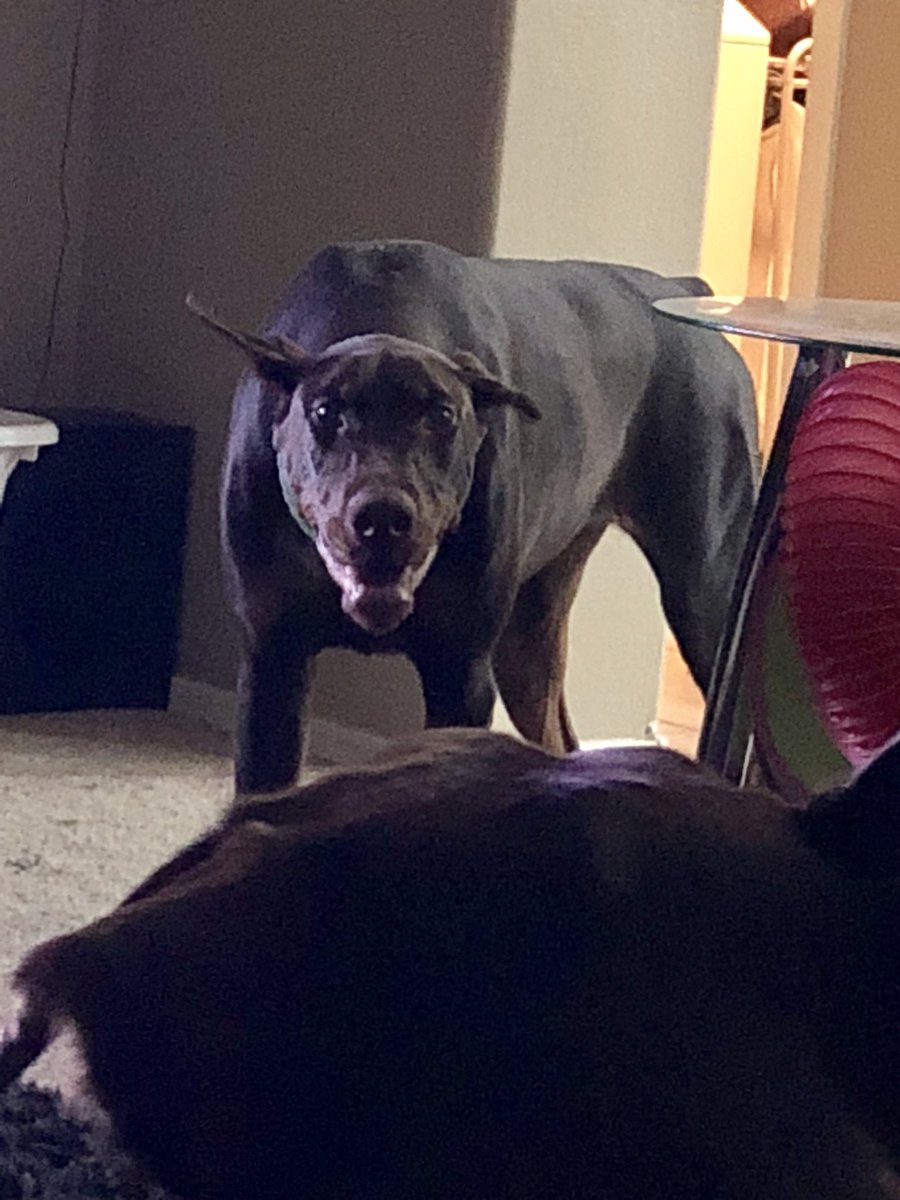 ChristServant17's tweet photo. Ya...because that doesn’t look creepy or anything...what have you done to my sweet P, crazy P 😳 
🐾💕🐾💕
💕🐾💕🐾
#Doberman #lockedandloaded #pouncemode #dobestalk #CrayCrayface #andimherfavorite https://t.co/ihxjmgDAB1