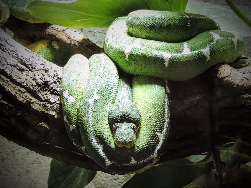 BaptistePhotos's tweet photo. Se balader dans le vivarium de @zoobeauval et croiser des espèces aussi belles que dangereuses
#zoo #beauval #serpent #vivarium https://t.co/R28VquNm3X