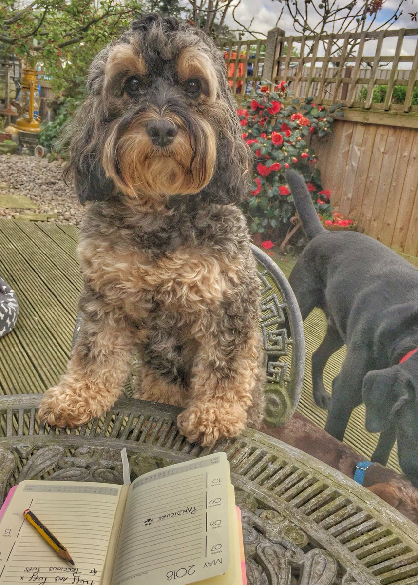 PrimroseBoxster's tweet photo. @WoodfordesTap 
Miss Ruby Rocket is just checking her diary to see when she can bring her humans for their Sunday lunch that she won for them 😃🐾 x
#sundaylunch #furandfeatherinn #dogofthemonth #maygirl #winner #rubyrocket #luckyhumans https://t.co/wtgmLzIdRP