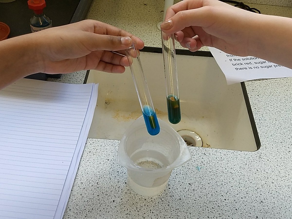 ScienceNCS's tweet photo. Y7 are doing a super job with food tests today! https://t.co/hmBjmj6ZLq