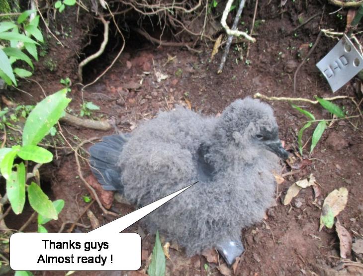 LIFE_Petrels's tweet photo. 4 #WSTC4 #ConsBio1 From 0 to 50%. Last year because of late discovery during breeding season, predator control was too late engaged thus not giving any fledgling birds. This year, thanks to predator control during winter the colonies gave 16 eggs and 9 fledgling #MascarenePetrels https://t.co/9I2LbMX8Q3