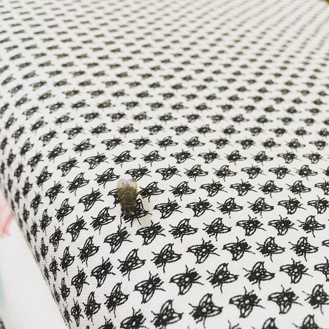 FrumbleFabrics's tweet photo. Don’t think I’ve seen a fly in the studio before, but what are the chances of one turning up and landing on the Fly fabric?! 🧐🦗 crazy! 
#fly #flybug #fabric #flyfabric #frumble #frumblefabric https://t.co/Xnt7myPtre https://t.co/PMovSiy28x