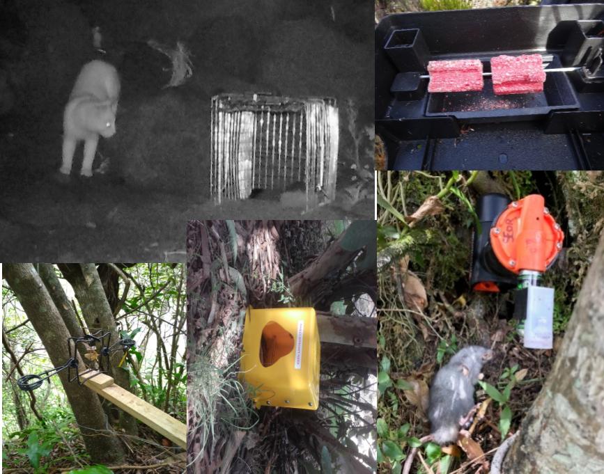 LIFE_Petrels's tweet photo. 2 #WSTC4 #ConsBio1 During winter migration of birds, the @LIFE_Petrels team starts predator control (cats and rats) inside and around colonies and follows the success of these actions by camera traps and IR binoculars https://t.co/NaeF6ePPjm