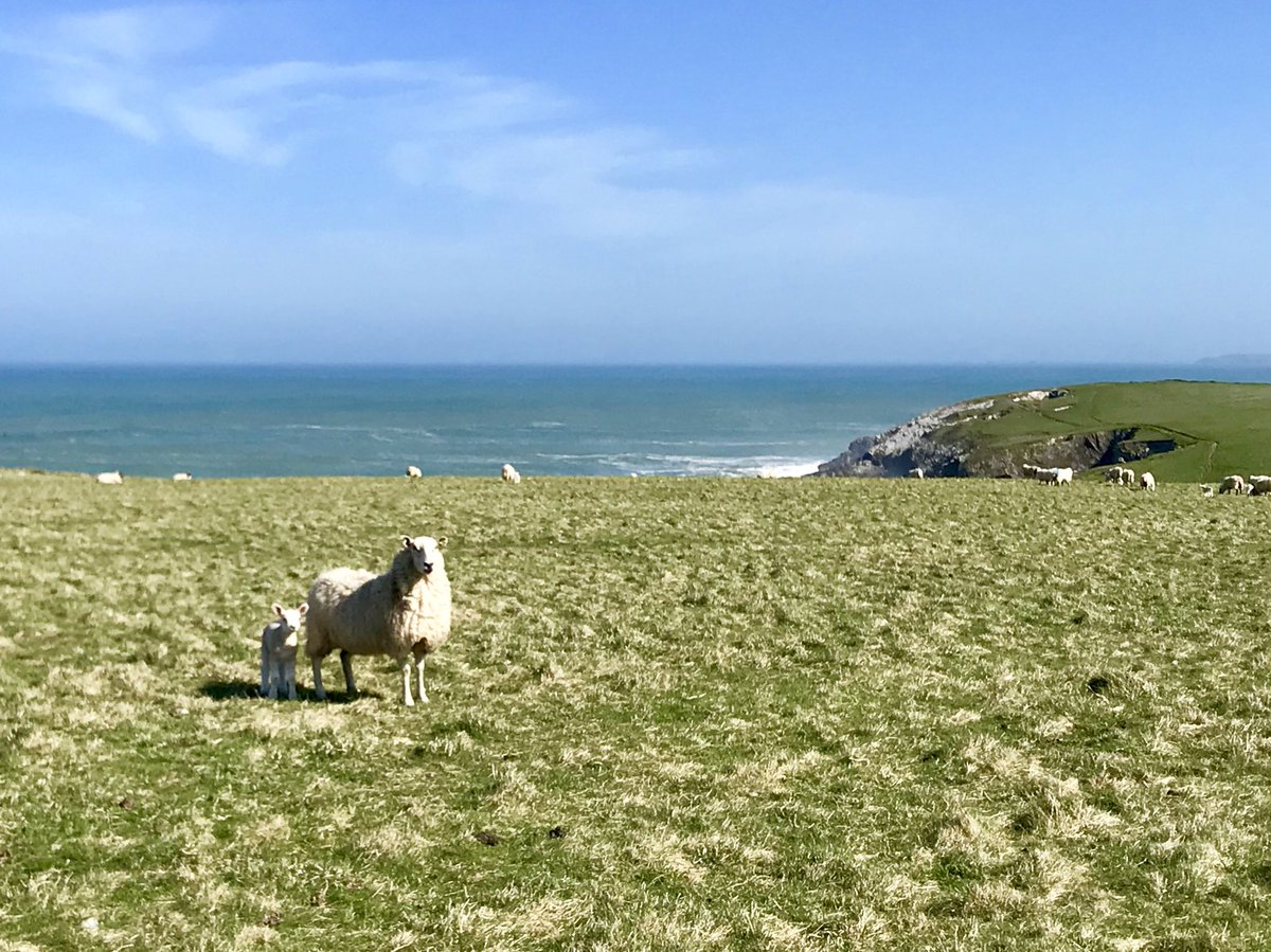 CCFchair's tweet photo. @davidwhiteshow ewe asked for sunny pictures 🐑☀️cubert common 11am. https://t.co/SBlCZknm1n