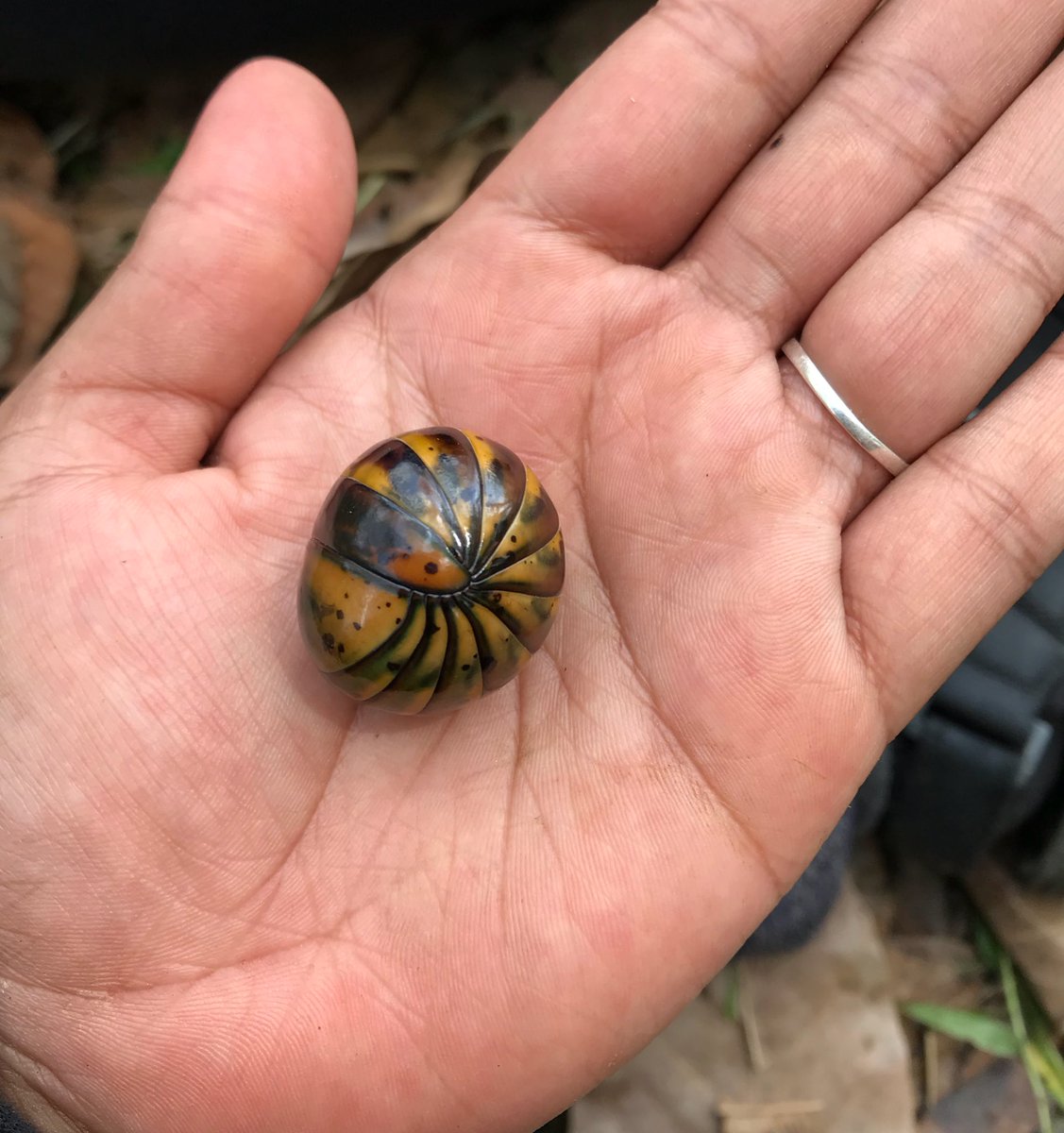 Raden A Hana On Twitter Zoologimy Yup Betul Dan Belum Sangat Indah Https T Co P796wpngr6 Twitter